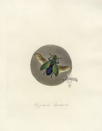 Donovan Insects of China Antique Print Gold Dust Weevil - Panteek Antique Prints