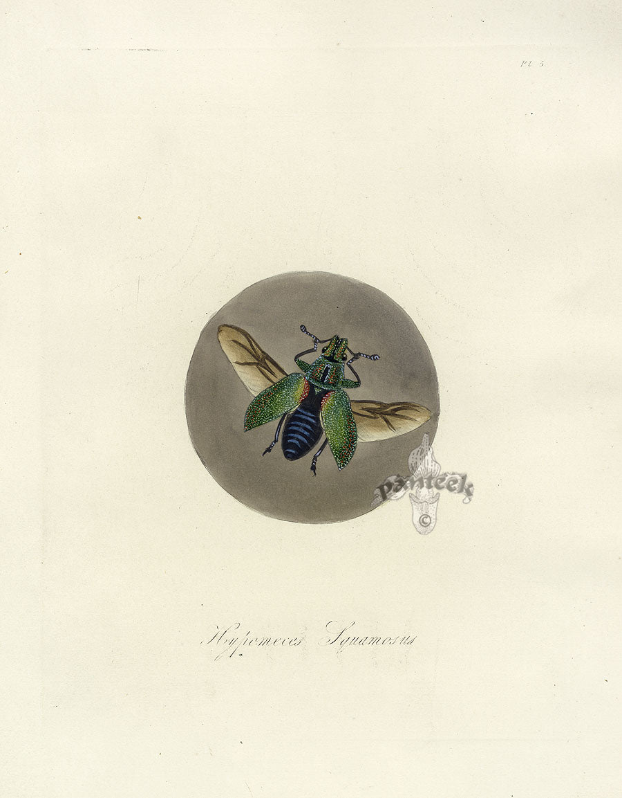 Donovan Insects of China Antique Print Gold Dust Weevil