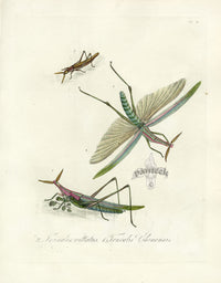 Donovan Insects of China Antique Print Grasshopper - Panteek Antique Prints