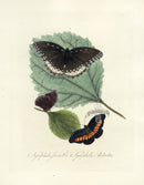 Donovan Insects of China Antique Print Jacintha Butterfly - Panteek Antique Prints