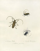Donovan Insects of China Antique Print Lamia Rubus - Panteek Antique Prints