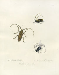 Donovan Insects of China Antique Print Lamia Rubus - Panteek Antique Prints