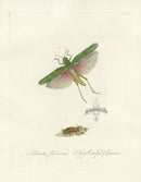 Donovan Insects of China Antique Print Locust - Panteek Antique Prints