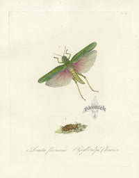 Donovan Insects of China Antique Print Locust - Panteek Antique Prints