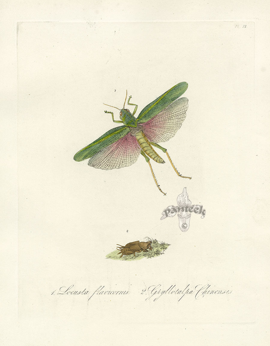 Donovan Insects of China Antique Print Locust
