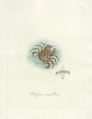 Donovan Insects of China Antique Print Mammillary Crab - Panteek Antique Prints
