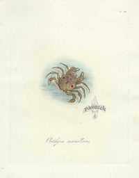 Donovan Insects of China Antique Print Mammillary Crab - Panteek Antique Prints