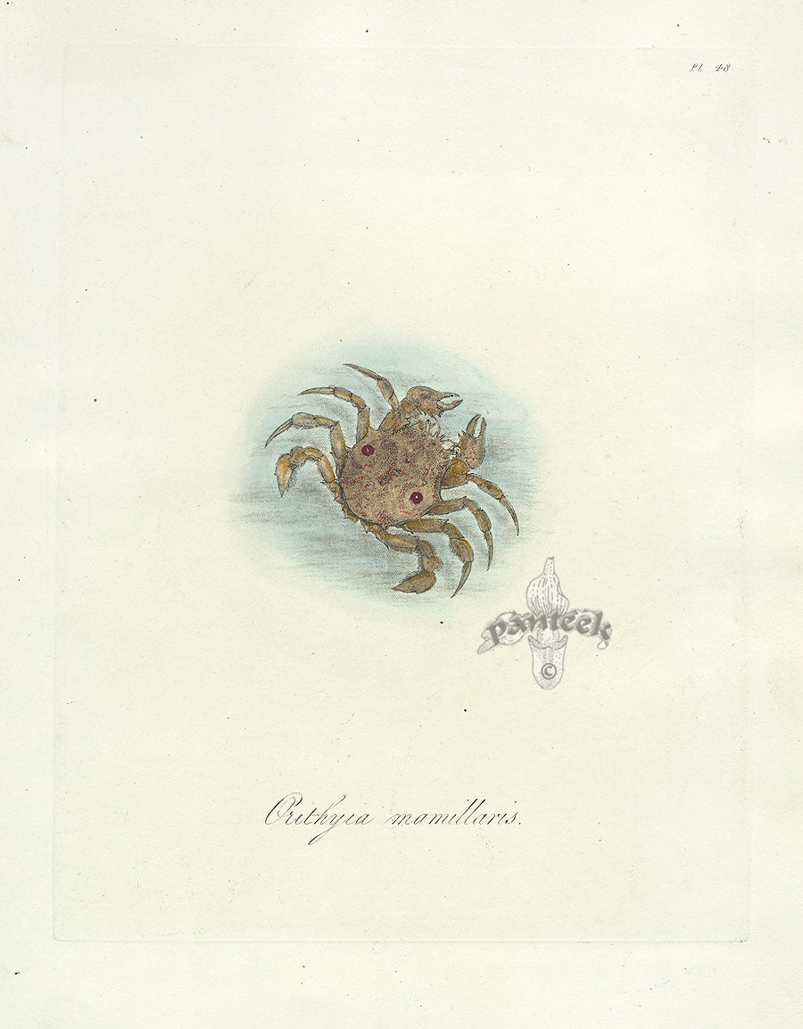 Donovan Insects of China Antique Print Mammillary Crab