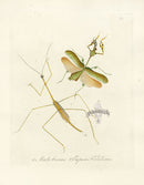 Donovan Insects of China Antique Print Mantis bicornis - Panteek Antique Prints