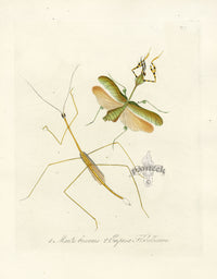Donovan Insects of China Antique Print Mantis bicornis - Panteek Antique Prints