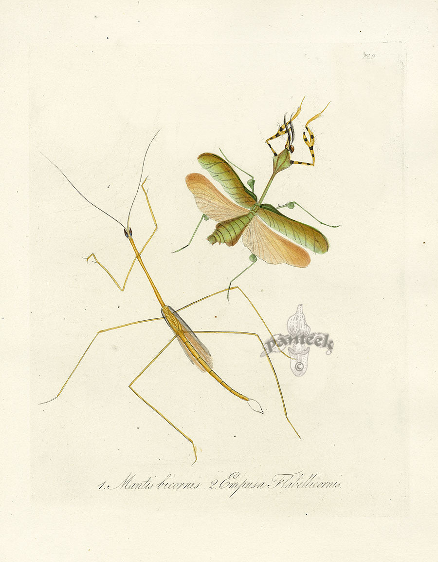 Donovan Insects of China Antique Print Mantis bicornis