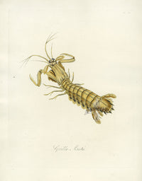 Donovan Insects of China Antique Print Mantis Shrimp - Panteek Antique Prints