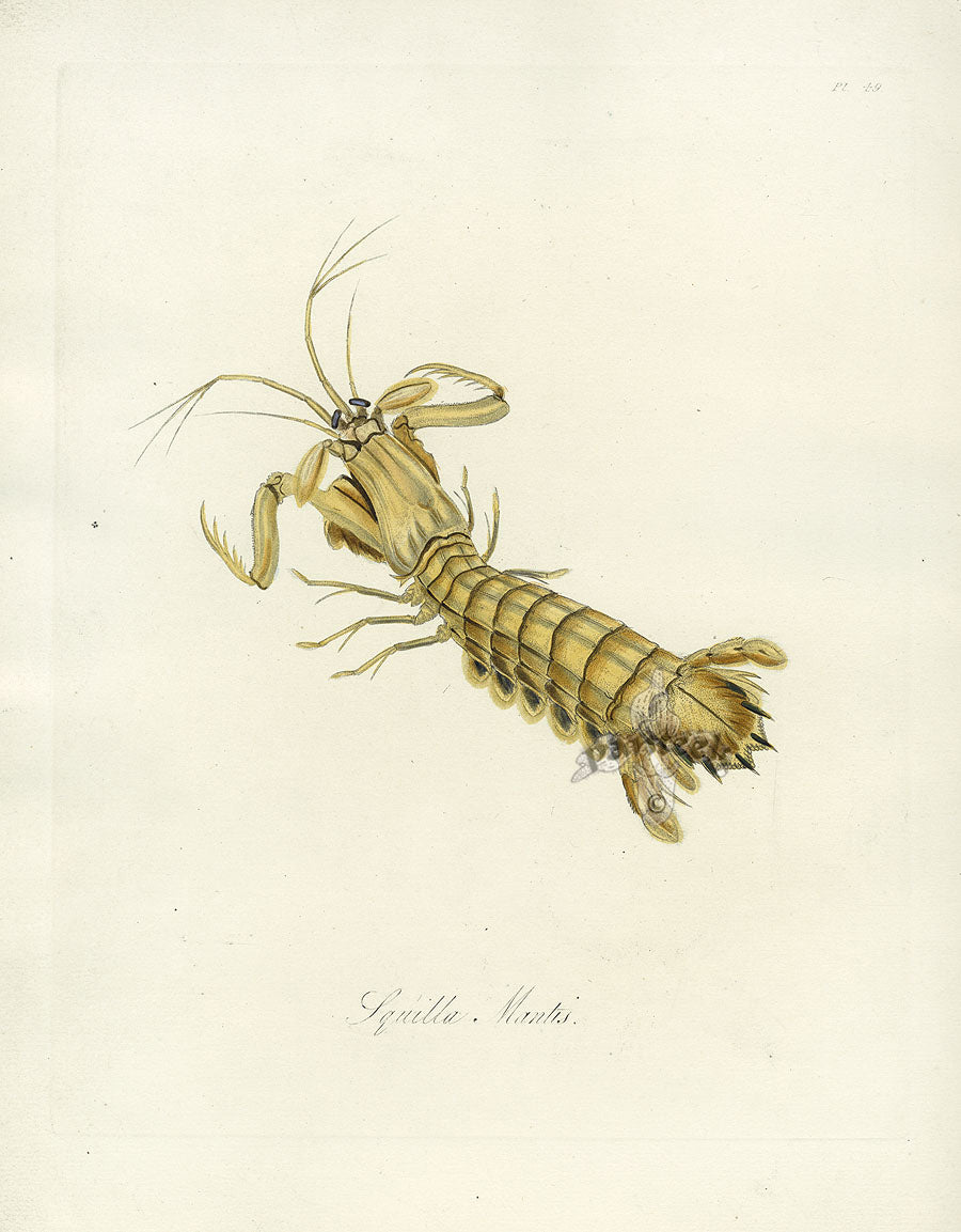 Donovan Insects of China Antique Print Mantis Shrimp