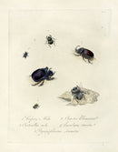 Donovan Insects of China Antique Print Midas Beetle - Panteek Antique Prints