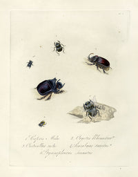 Donovan Insects of China Antique Print Midas Beetle - Panteek Antique Prints