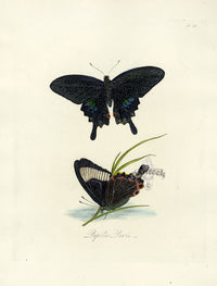 Donovan Insects of China Antique Print Papilio Butterfly - Panteek Antique Prints