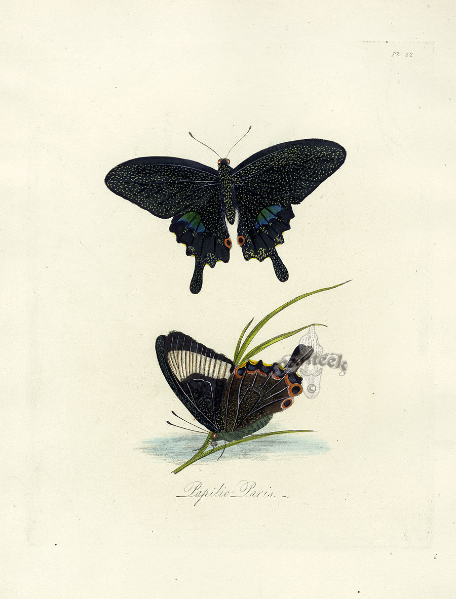 Donovan Insects of China Antique Print Papilio Butterfly