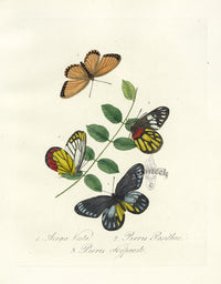 Donovan Insects of China Antique Print Pieris Butterfly - Panteek Antique Prints