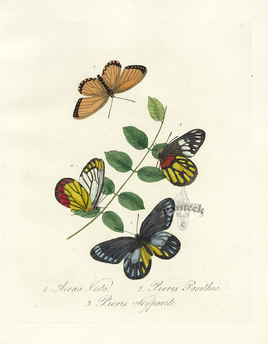 Donovan Insects of China Antique Print Pieris Butterfly