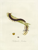 Donovan Insects of China Antique Print Red-headed Centipede - Panteek Antique Prints