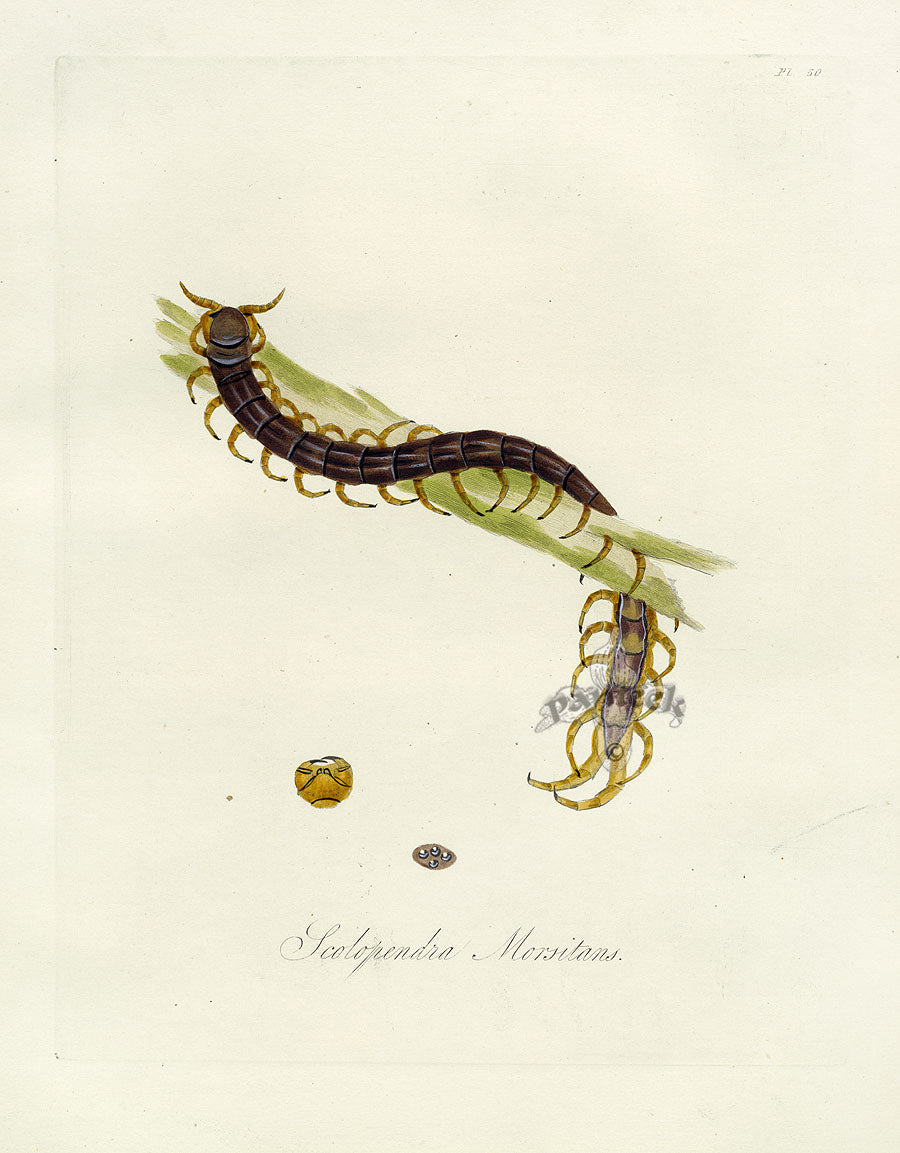 Donovan Insects of China Antique Print Red-headed Centipede