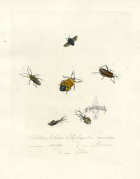 Donovan Insects of China Antique Print Stink Bug - Panteek Antique Prints