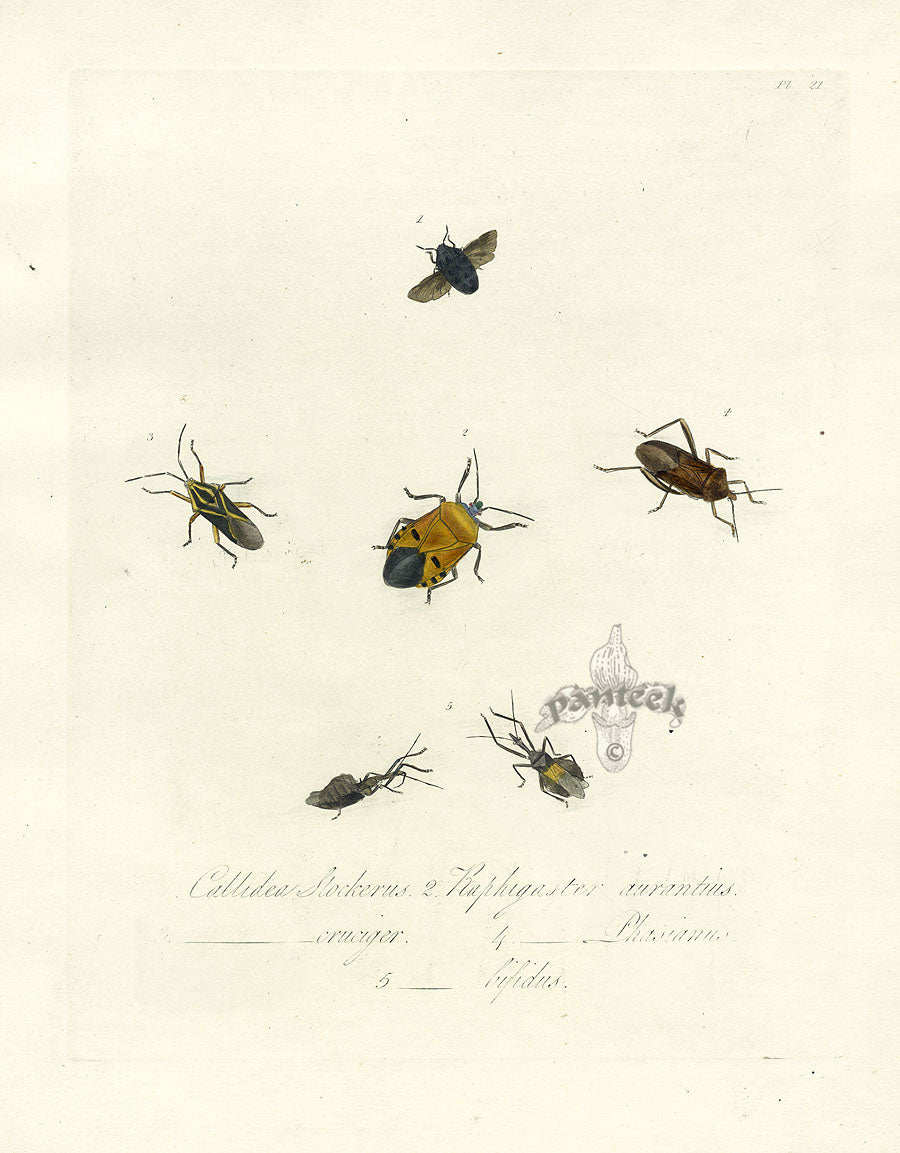 Donovan Insects of China Antique Print Stink Bug