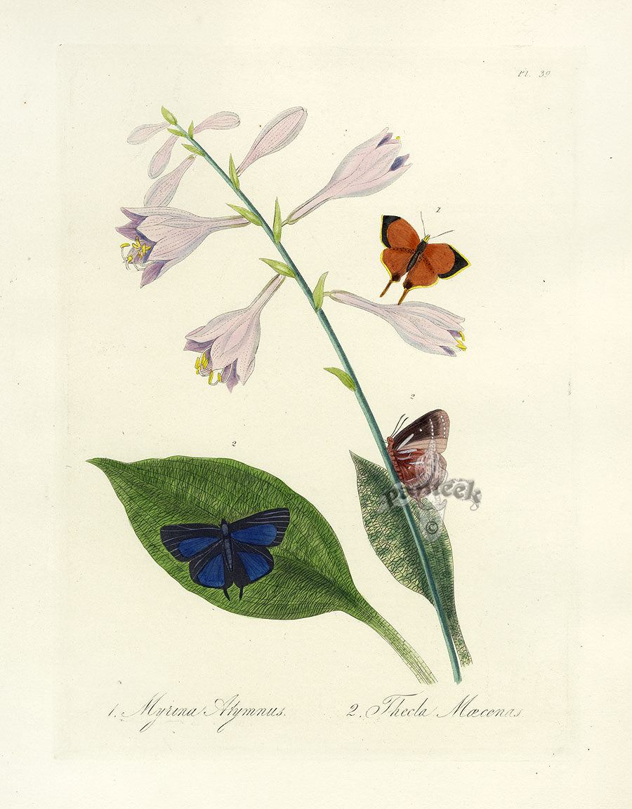 Donovan Insects of China Antique Print Thecla Butterfly