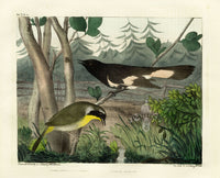 Doughty Original Lithograph Mammal 1830 American Redstart - Panteek Antique Prints