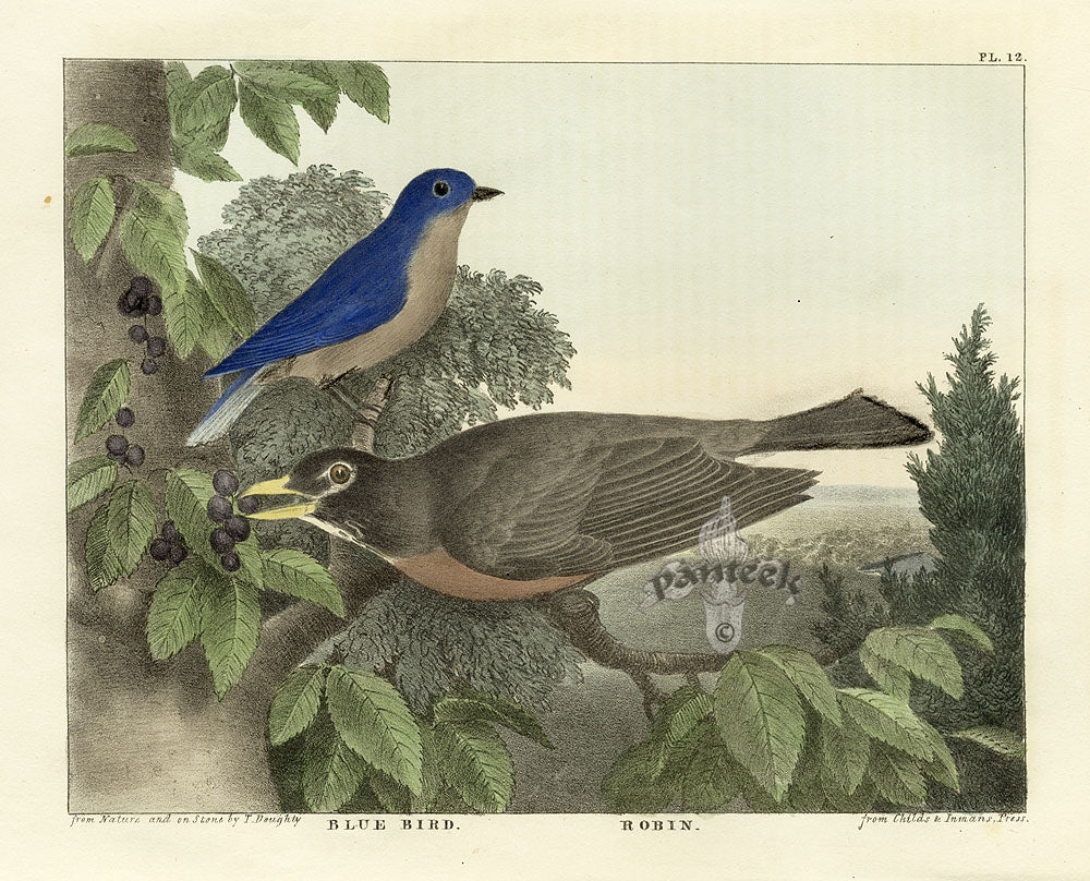 Doughty Original Lithograph Mammal 1830 Blue Bird, Robin