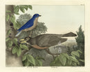 Doughty Original Lithograph Mammal 1830 Blue Bird, Robin - Panteek Antique Prints