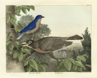 Doughty Original Lithograph Mammal 1830 Blue Bird, Robin - Panteek Antique Prints