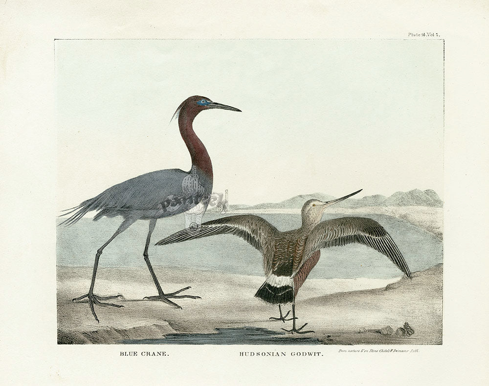 Doughty Original Lithograph Mammal 1830 Blue Crane