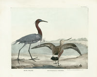 Doughty Original Lithograph Mammal 1830 Blue Crane - Panteek Antique Prints