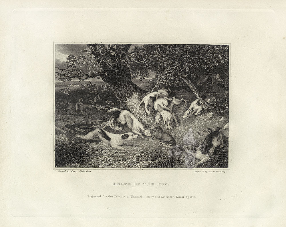 Doughty Original Lithograph Mammal 1830 Death of the Fox