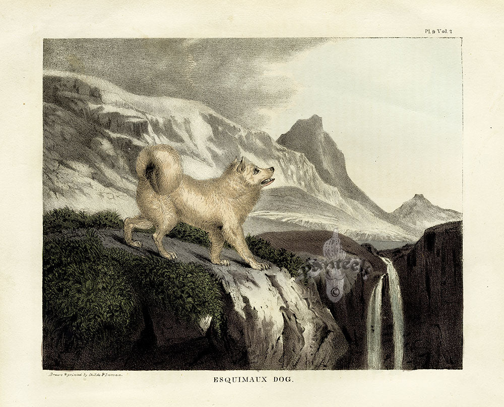 Doughty Original Lithograph Mammal 1830 Esquimaux Dog