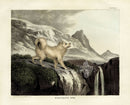 Doughty Original Lithograph Mammal 1830 Esquimaux Dog - Panteek Antique Prints