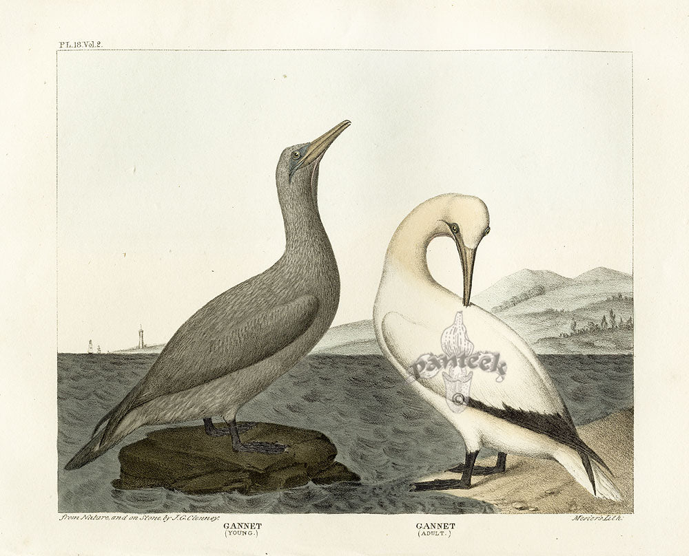 Doughty Original Lithograph Mammal 1830 Gannet