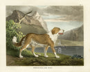 Doughty Original Lithograph Mammal 1830 Newfoundland Dog - Panteek Antique Prints