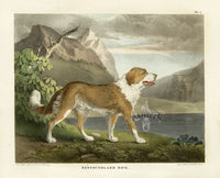 Doughty Original Lithograph Mammal 1830 Newfoundland Dog - Panteek Antique Prints