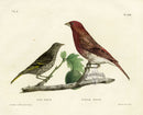 Doughty Original Lithograph Mammal 1830 Pine & Purple Finch - Panteek Antique Prints