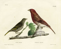 Doughty Original Lithograph Mammal 1830 Pine & Purple Finch - Panteek Antique Prints