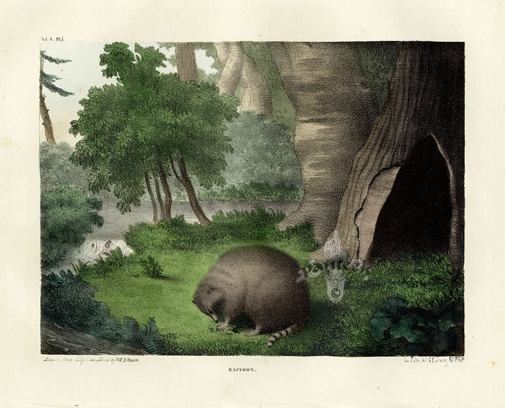 Doughty Original Lithograph Mammal 1830 Racoon