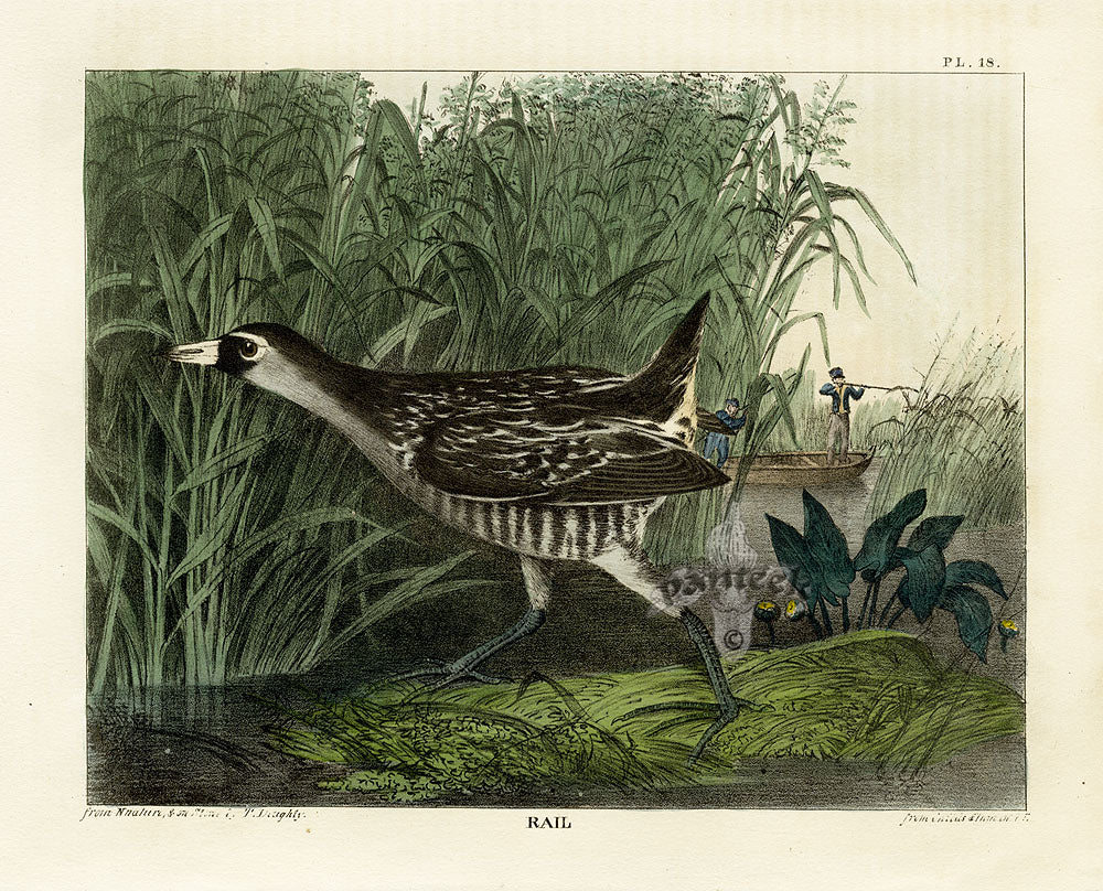 Doughty Original Lithograph Mammal 1830 Rail