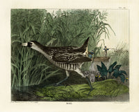 Doughty Original Lithograph Mammal 1830 Rail - Panteek Antique Prints