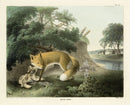 Doughty Original Lithograph Mammal 1830  Red Fox - Panteek Antique Prints