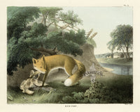 Doughty Original Lithograph Mammal 1830  Red Fox - Panteek Antique Prints