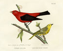 Doughty Original Lithograph Mammal 1830 Scarlet Tanager - Panteek Antique Prints
