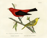 Doughty Original Lithograph Mammal 1830 Scarlet Tanager - Panteek Antique Prints