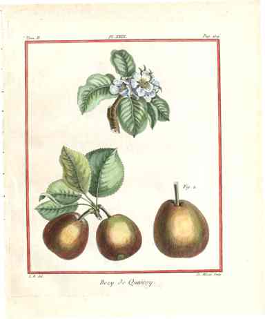 Duhamel du Monceau French Antique Fruit 1768 Apple